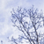 Snowy Trees